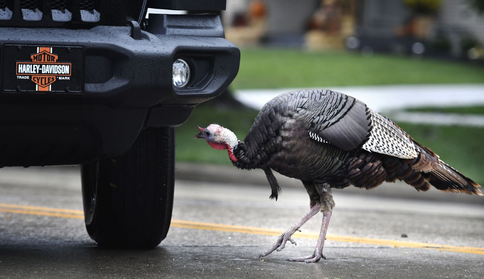 CARL - THE TURKEY